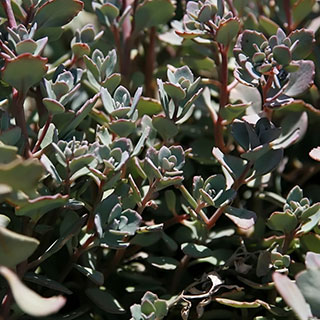 sedum cauticola lidakense sedum cauticola lidakense